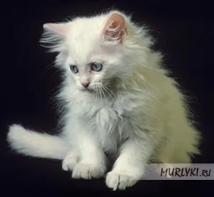 Біла кішка