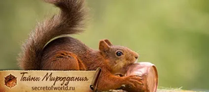 Білка символ удачі, провісник війни і дуже спритне тварина (тварина) Білка символ удачі, провісник війни і дуже спритне тварина