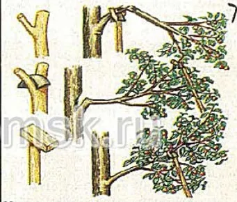 Підпірки для яблуні