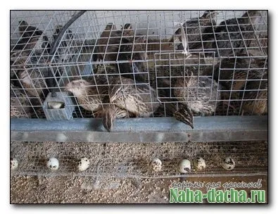 Підсобне господарство - дача своїми руками будуємо, садимо, прикрашаємо, робимо на дачі своїми руками (домашнє господарство) Підсобне господарство - дача своїми руками будуємо, садимо, прикрашаємо, робимо на дачі своїми руками