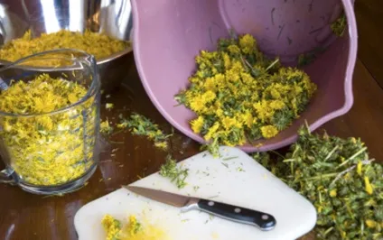 Підживлення настоєм з кульбаб, це дача! (Кількість корисних речовин) Підживлення настоєм з кульбаб, це дача!