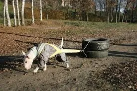 Блог про собак