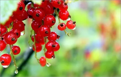 Хвороби смородини і боротьба з ними - догляд, заходи і фото шкідників (боротьба) Хвороби смородини і боротьба з ними - догляд, заходи і фото шкідників