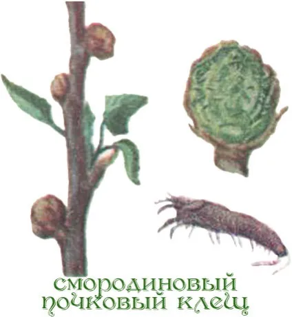 Хвороби смородини і боротьба з ними - догляд, заходи і фото шкідників (хвороби) Хвороби смородини і боротьба з ними - догляд, заходи і фото шкідників