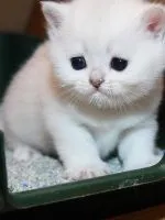 Британські кошенята - догляд і виховання (догляд) Британські кошенята - догляд і виховання