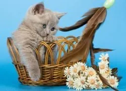 Британські кошенята - догляд і виховання (потрібно якомога швидше) Британські кошенята - догляд і виховання
