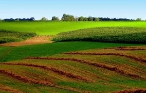 Цільове призначення земельної ділянки (ділянки) Цільове призначення земельної ділянки