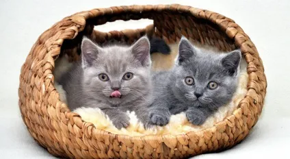 Британські короткошерсті кошенята