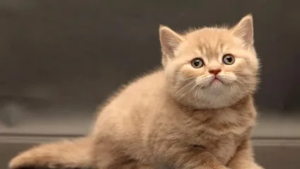 Британські короткошерсті кошенята