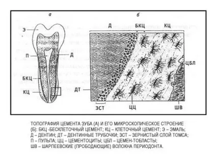 Цемент зуба - енциклопедія стоматології (цемент) Цемент зуба - енциклопедія стоматології