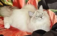 Чим годувати маскарадну кішку, догляд та утримання, хвороби, здоров'я маскарадного кошеня, кішки - (невська маскарадна кішка харчування) Чим годувати маскарадну кішку, догляд та утримання, хвороби, здоров'я маскарадного кошеня, кішки -
