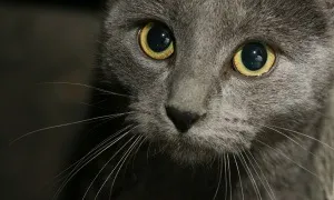 Чим годувати невська маскарадна кішку меню кота і кошеня (корм для невської маскарадною кішки) Чим годувати невська маскарадна кішку меню кота і кошеня