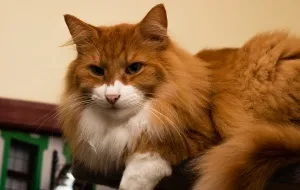 Чим годувати невська маскарадна кішку меню кота і кошеня (меню) Чим годувати невська маскарадна кішку меню кота і кошеня