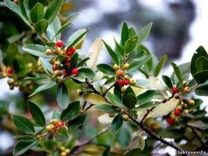 Чай кудін користь, протипоказання, рецепти для схуднення (користь) Чай кудін користь, протипоказання, рецепти для схуднення