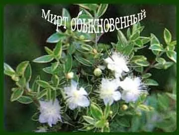 Чим корисний мирт, народні рецепти здоров'я (корисний) Чим корисний мирт, народні рецепти здоров'я