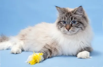 Чим годувати невська маскарадна кішку меню кота і кошеня (чим годувати невська маскарадна кішку) Чим годувати невська маскарадна кішку меню кота і кошеня