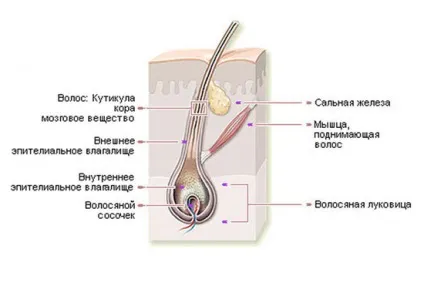 Чим відрізняється епіляція від депіляції простими словами про складне