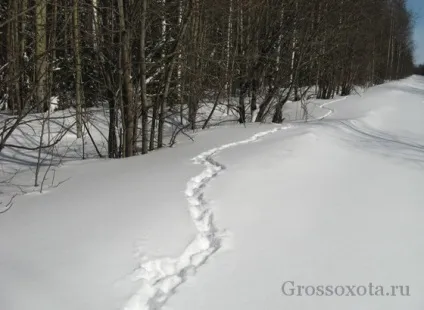 Читаємо сліди лісових звірів (сліди) Читаємо сліди лісових звірів