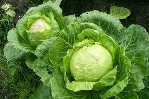 Що потрібно для нашого мозку 5 найважливіших продуктів - медицина 2 (нашого) Що потрібно для нашого мозку 5 найважливіших продуктів - медицина 2