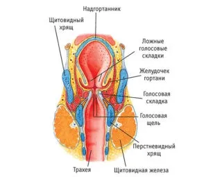 Що показує кт горла і гортані (кровоносних лімфатичних судин) Що показує кт горла і гортані