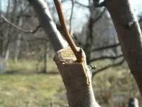 Що таке інсектициди, садівник (садиба) (боротьби мурахами городі) Що таке інсектициди, садівник (садиба)