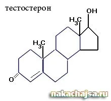 Що таке тестостерон
