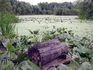 Що таке дренаж навіщо він потрібен, проект, схема, кошторис, як робиться монтаж (схема) Що таке дренаж навіщо він потрібен, проект, схема, кошторис, як робиться монтаж