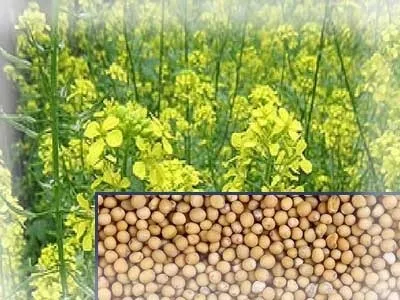 Що посадити після викопаної картоплі (після бобових зелених) Що посадити після викопаної картоплі