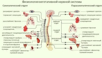 Що таке вегетатіка - симптоми і лікування (лікування) Що таке вегетатіка - симптоми і лікування