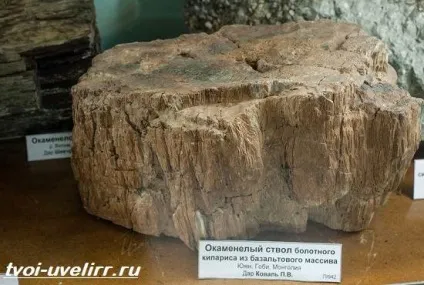 Що таке скам'яніле дерево властивості, видобуток, застосування і ціна скам'янілого дерева, твій ювелір (властивості) Що таке скам'яніле дерево властивості, видобуток, застосування і ціна скам'янілого дерева, твій ювелір