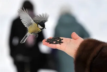 Що символізує птах синиця, міфи і легенди про цій пташці