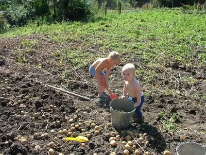 Що посадити після викопаної картоплі (після) Що посадити після викопаної картоплі