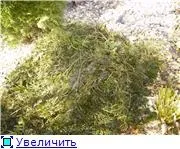 Цвітіння води, хто як бореться