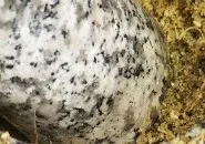 курчата тютюну