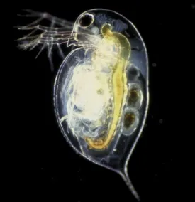 Дафнія (daphnia), годування риб, домашні вихованці (годування) Дафнія (daphnia), годування риб, домашні вихованці