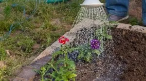 Квітка вербена посадка і догляд у відкритому грунті, вирощування з насіння в домашніх умовах (фото)