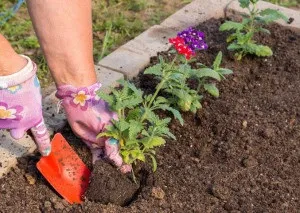 Квітка вербена посадка і догляд у відкритому грунті, вирощування з насіння в домашніх умовах (фото)