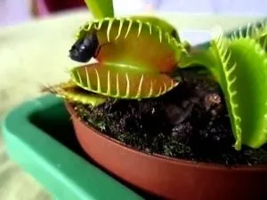 Квітка, який їсть комах
