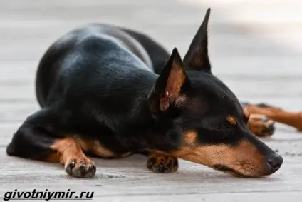 Цвергпинчер собака