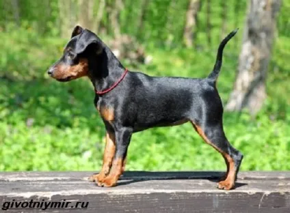 Цвергпинчер собака