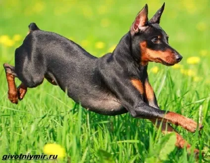 Цвергпинчер собака