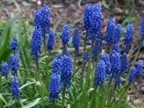 Дівочий виноград - посадка і догляд у відкритому грунті, фото вирощування дівочого винограду з насіння (дівочого) Дівочий виноград - посадка і догляд у відкритому грунті, фото вирощування дівочого винограду з насіння