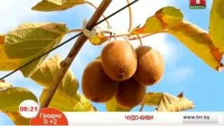 Дієта на ківі для схуднення відгуки (схуднення) Дієта на ківі для схуднення відгуки