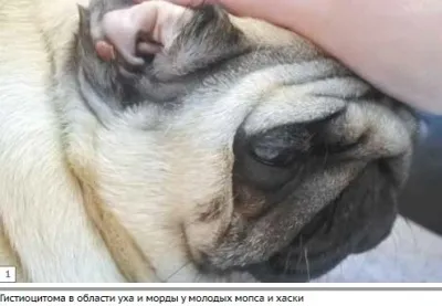 Діагностика, лікування та прогноз деяких круглоклітинних новоутворень шкіри у собак