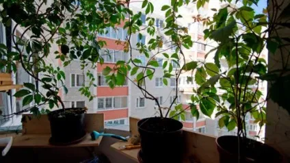 Дівочий виноград навесні як посадити (виноград) Дівочий виноград навесні як посадити