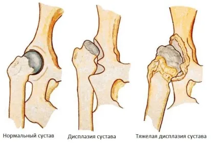 Дисплазія тазостегнових суглобів у собак симптоми і лікування, ознаки, як лікувати (собак) Дисплазія тазостегнових суглобів у собак симптоми і лікування, ознаки, як лікувати