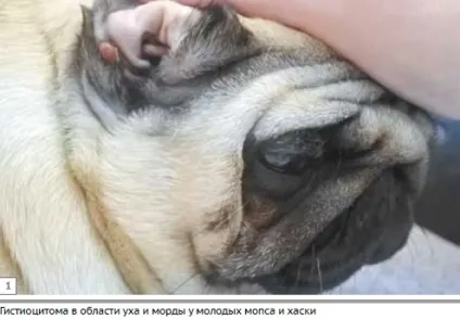 Діагностика, лікування та прогноз деяких круглоклітинних новоутворень шкіри у собак