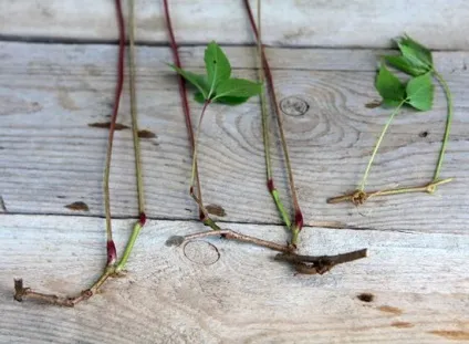 Дівочий виноград посадка і догляд (фото), вибираємо посадковий (посадка) Дівочий виноград посадка і догляд (фото), вибираємо посадковий