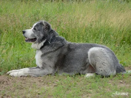 Дресирування собак - canisargus
