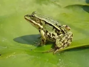 Якщо розчавити жабу - забобони, прикмети, легенди, страшні історії і магія (жабу) Якщо розчавити жабу - забобони, прикмети, легенди, страшні історії і магія